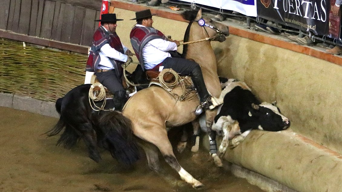 Mundo del rodeo acusa 