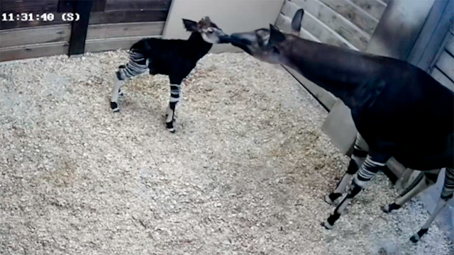[Video] Tierno okapi en peligro de extinción nace en zoológico de EEUU ...