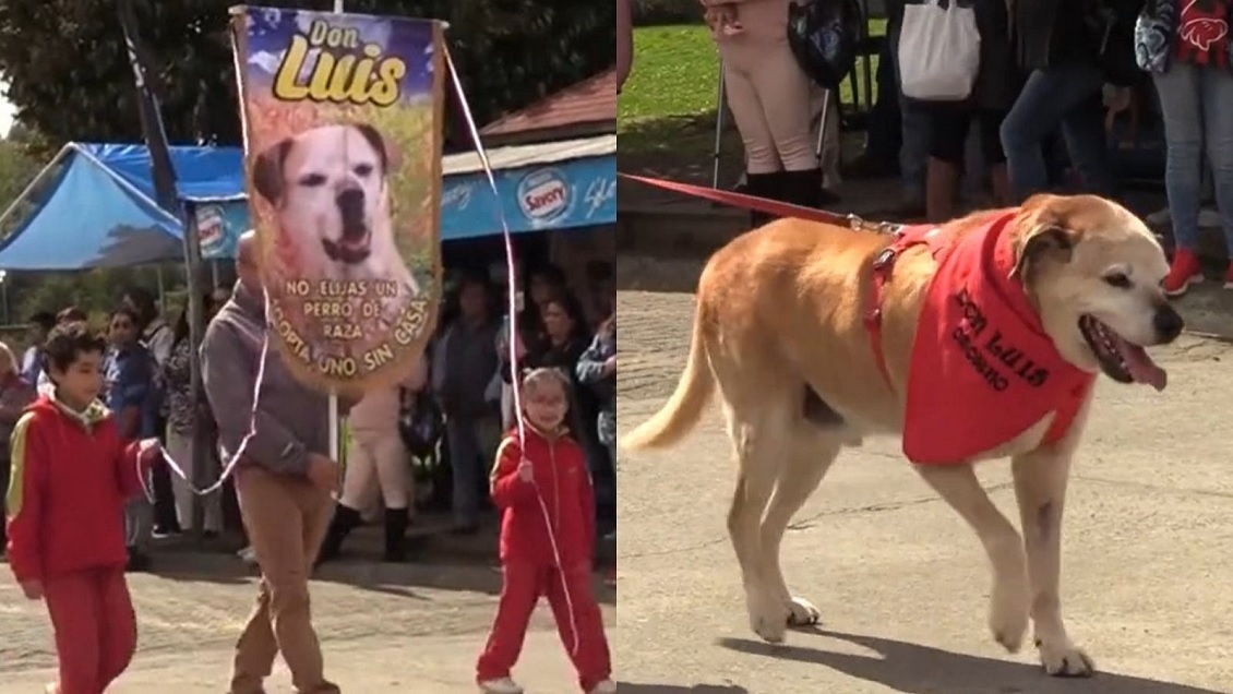 Murió Don Luis Apolo, famoso perrito de Osorno