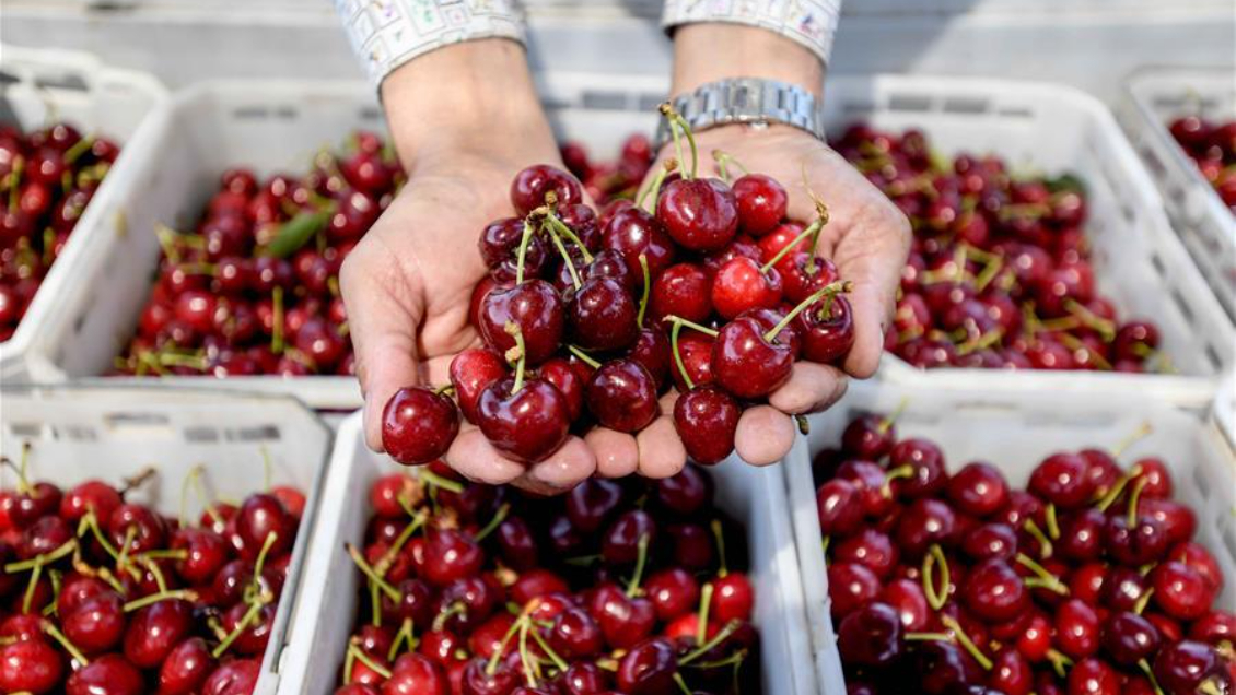 Chile inicia temporada de cerezas con miras al Año Nuevo Chino -  Cooperativa.cl