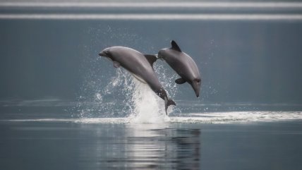 ¿Cuántos delfines chilenos existen en la Patagonia norte?