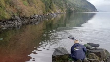  Sernapesca denunció en Fiscalía varamiento de ballena: Tenía una cuerda atada  