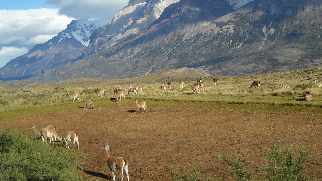 Denuncian que grupo chileno adquirió estancias patagónicas de Argentina infringiendo la ley