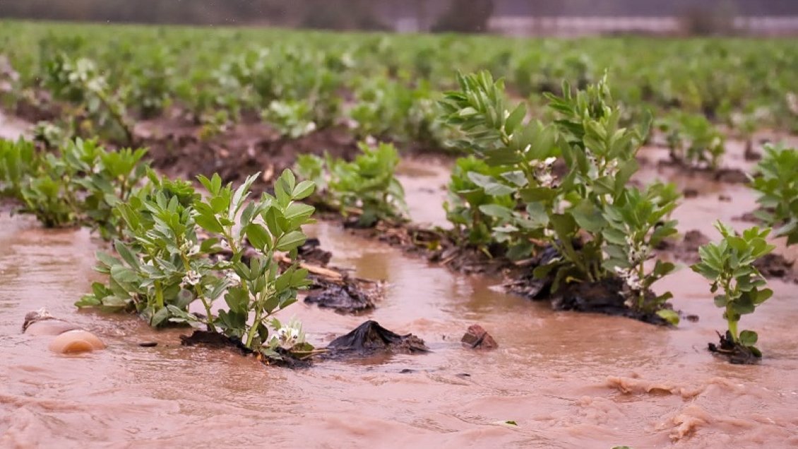 Gobierno decretó emergencia agrícola en 16 comunas de La Araucanía