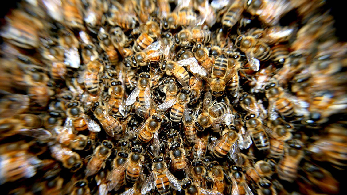 Advierten que las colonias de abejas en Suiza están enfermas y morirían en dos años