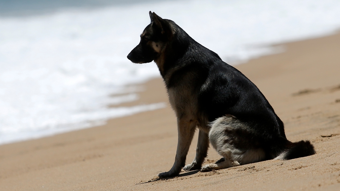 Villa Alemana: Municipalidad anunció acciones legales por grave caso de maltrato animal