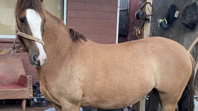 PDI recuperó yegua corralera avaluada en 4,5 millones de pesos en Santa Cruz