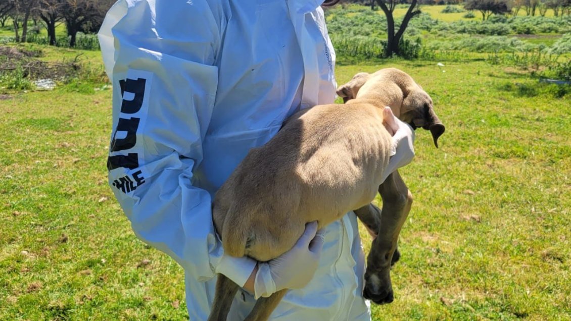 PDI detuvo a mujer que tenía a dos perros desnutridos y enfermos