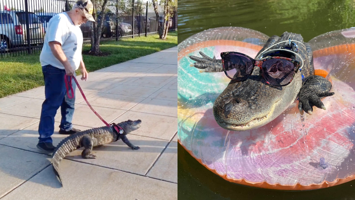 Quiso ir al estadio con su 