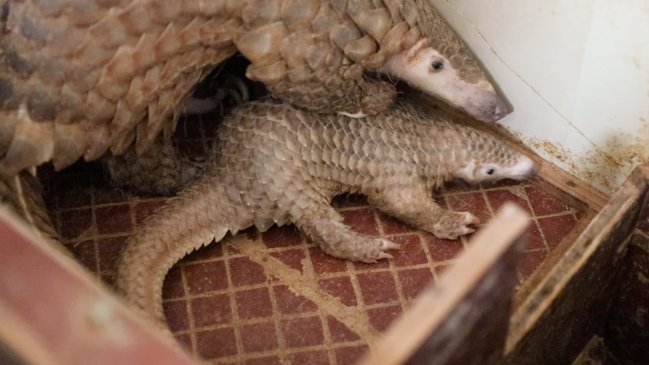 Descubren nueva especie de pangolín en China