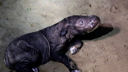   Nace tierna cría de rinoceronte de Sumatra en Indonesia, especie en peligro de extinción 