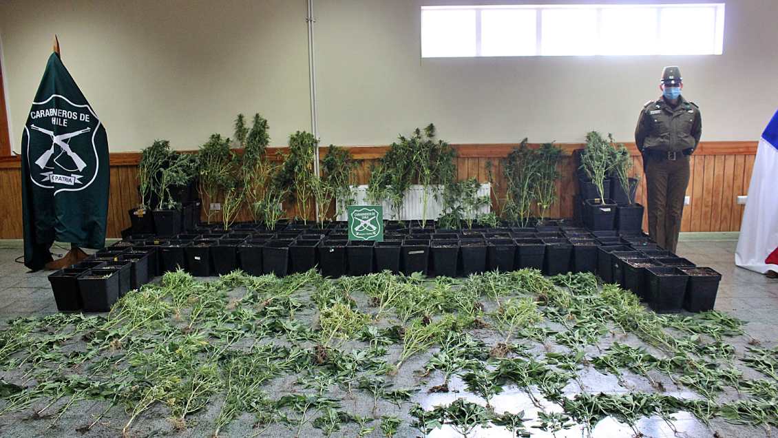 Hombre tenía más de 160 plantas de marihuana en Quellón: prisión preventiva