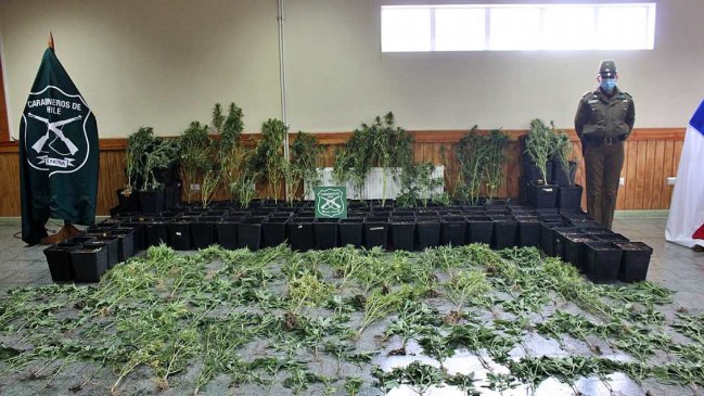 Hombre tenía más de 160 plantas de marihuana en Quellón: prisión preventiva