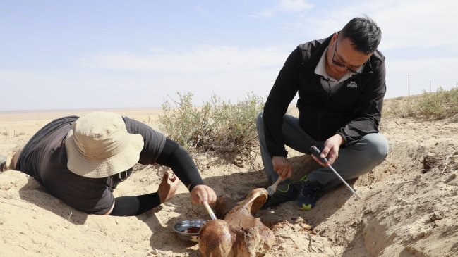 China exhibirá un húmero fosilizado de herbívoro de 15 millones de años de antigüedad