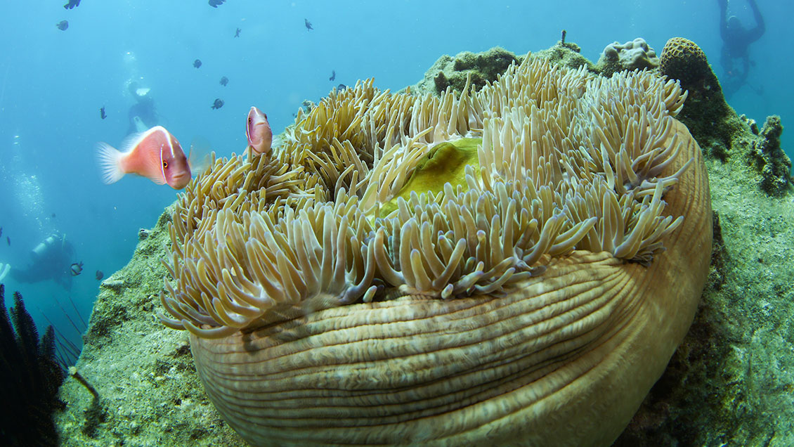 China y América Latina impulsan la tecnología de gemelos digitales en el fondo marino
