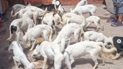   PDI rescató 40 perros que estaban hacinados y desnutridos en Antofagasta 