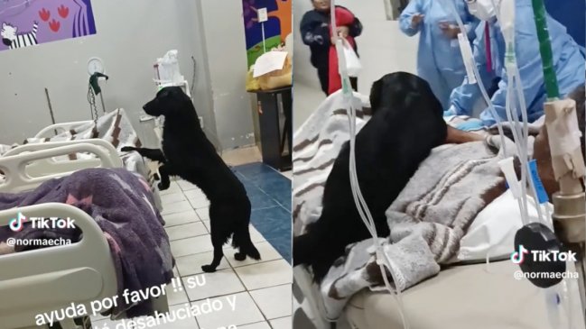 Su último deseo: Hombre con enfermedad terminal ruega que adopten a su perrito