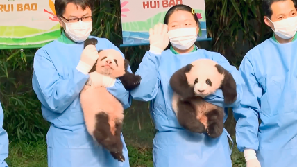   Pandas gemelas fueron presentadas al público en Corea del Sur 