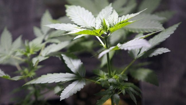 Siete carabineros dados de baja por irregularidades en procedimiento antidrogas