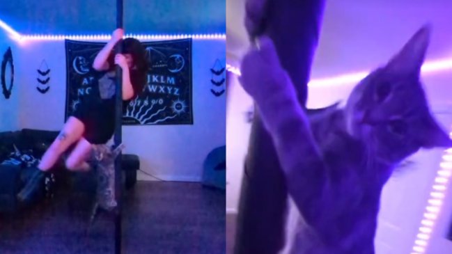 Gatito hace furor en TikTok por practicar pole dance junto a su humana