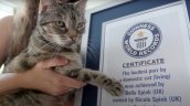   Gatita logró el Récord Guiness por el ronroneo más fuerte: Equivale a una tetera hirviendo 