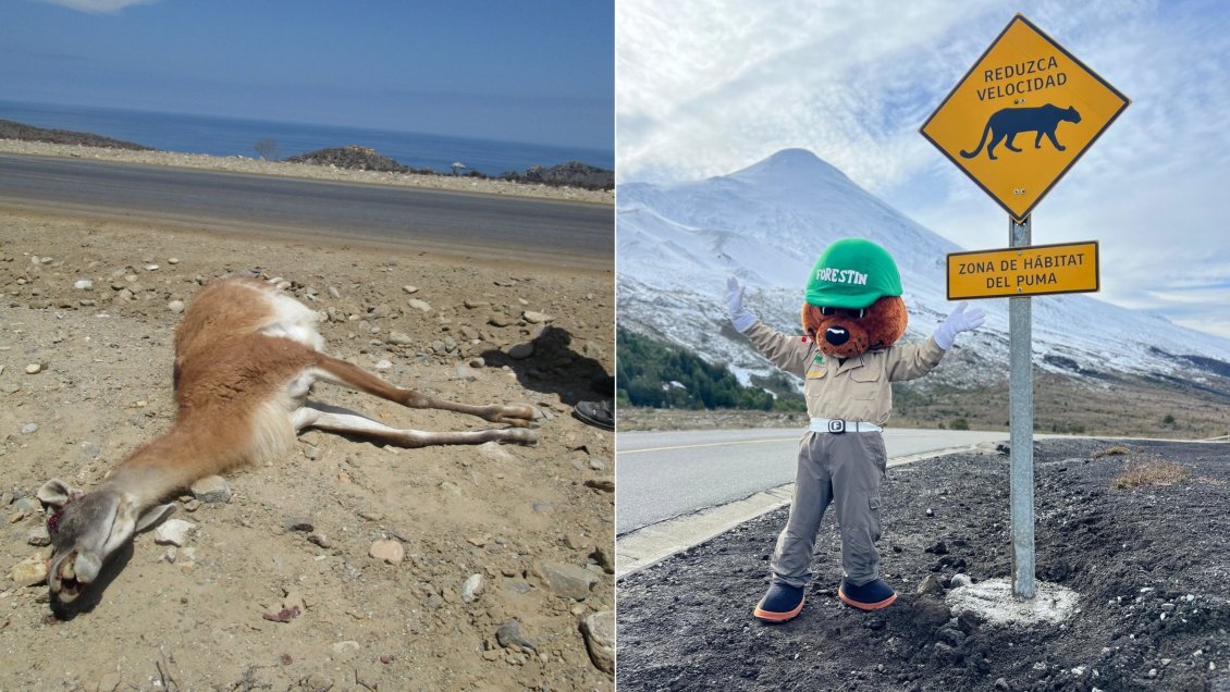 Conaf: 429 animales nativos murieron atropellados en áreas protegidas