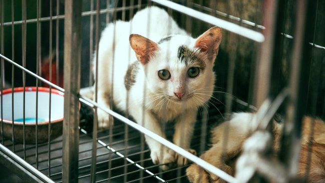 Policías rescatan 1.000 gatos en China: Los vendían para comerlos