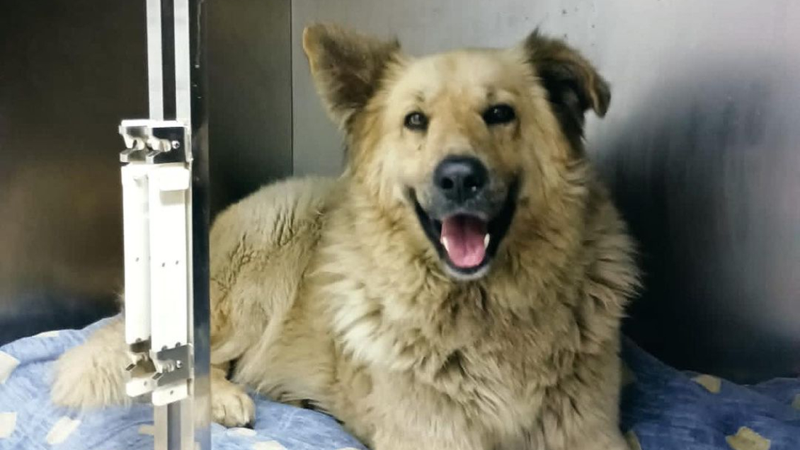 Valparaíso: Perro callejero fue atacado con armas cortopunzantes y botellas de vidrio