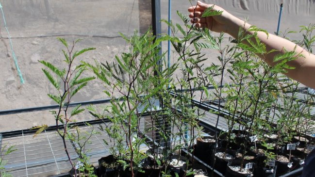 Vicuña contará con nuevo Centro de Estudios de la Biodiversidad