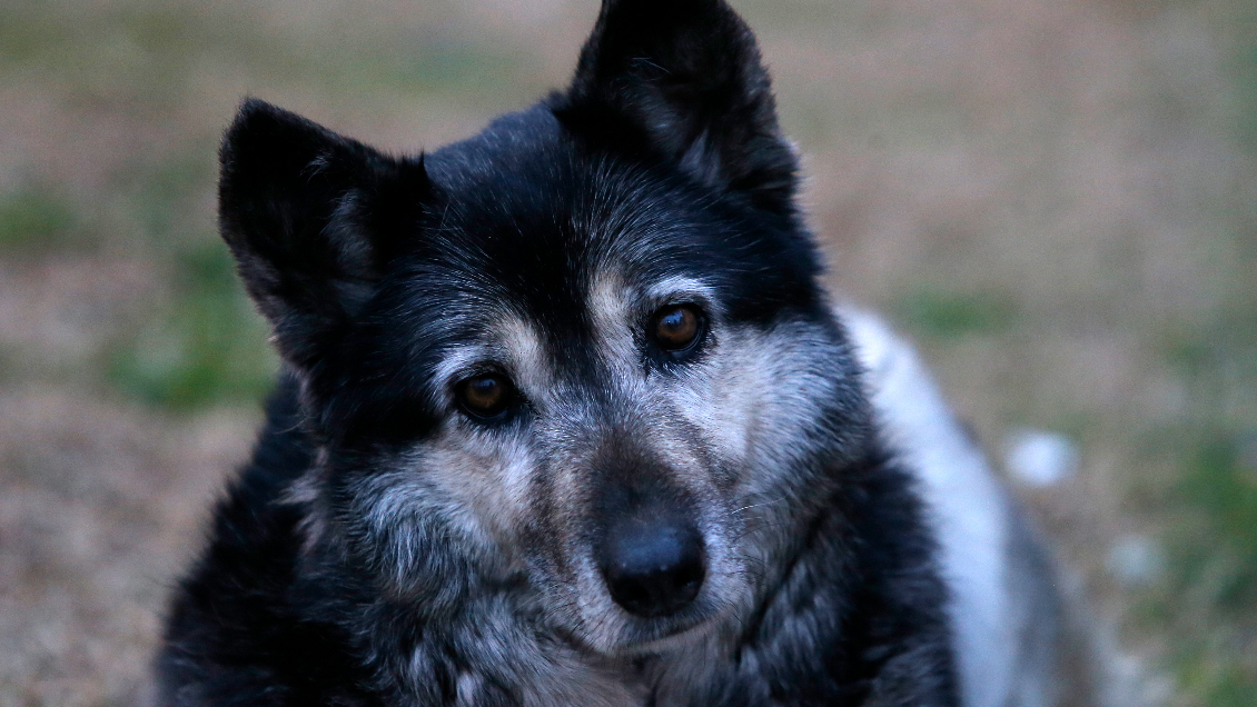 Gobierno desechó petición parlamentaria de crear un cementerio de animales