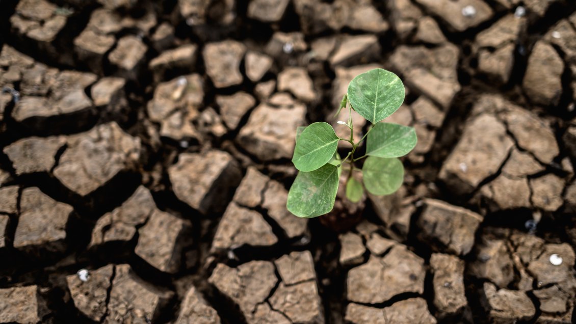 Comunas entre O’Higgins y La Araucanía en alerta por sequía en verano