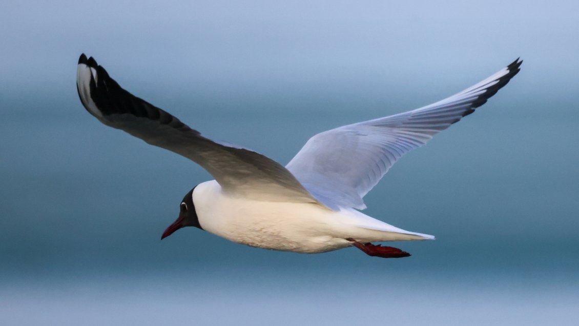 China redobla sus esfuerzos para conservación de aves migratorias