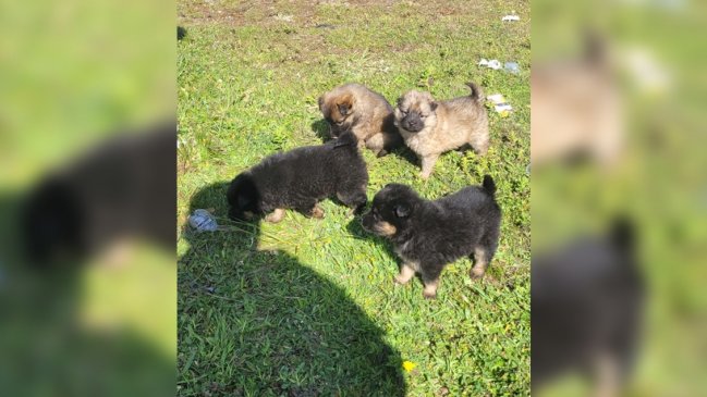 Carabineros rescató a perritos abandonados en una bolsa de basura