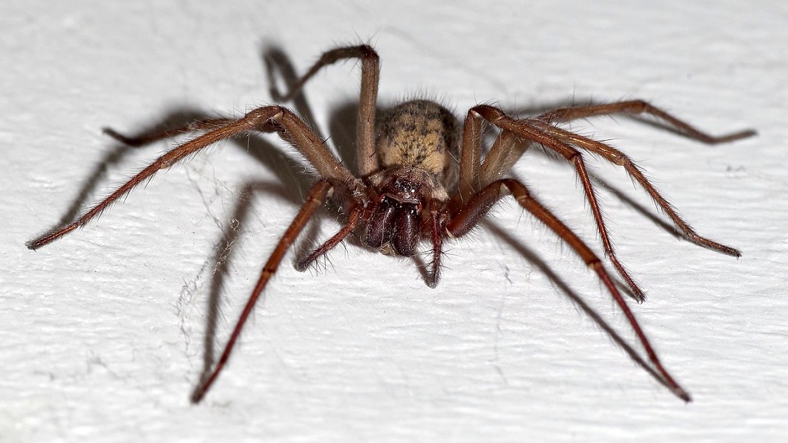 Clínica deberá pagar 21 millones por mala atención a mujer mordida por una araña de rincón