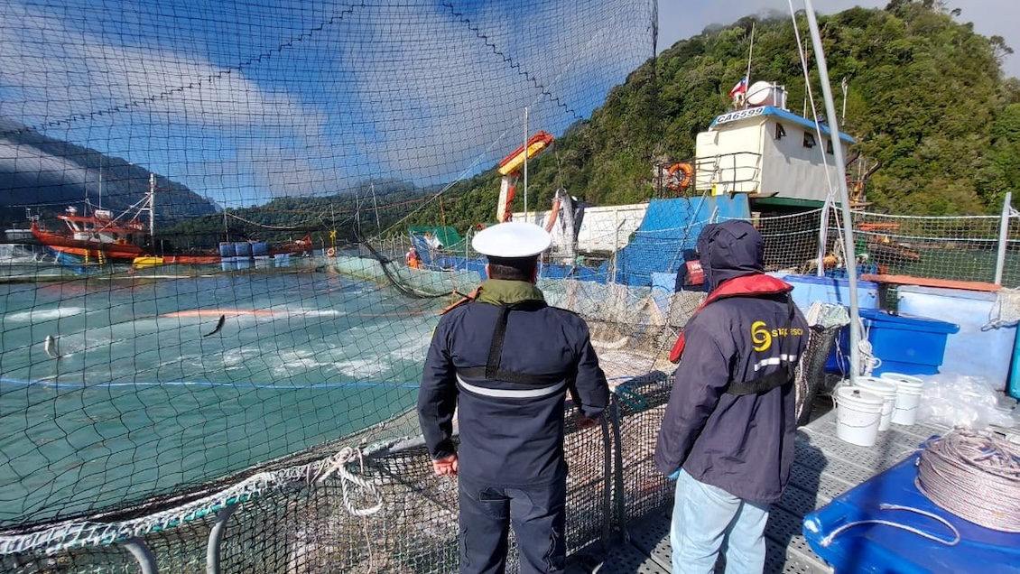 Los Lagos: Detectan algas nocivas en 13 centros de cultivo de salmones