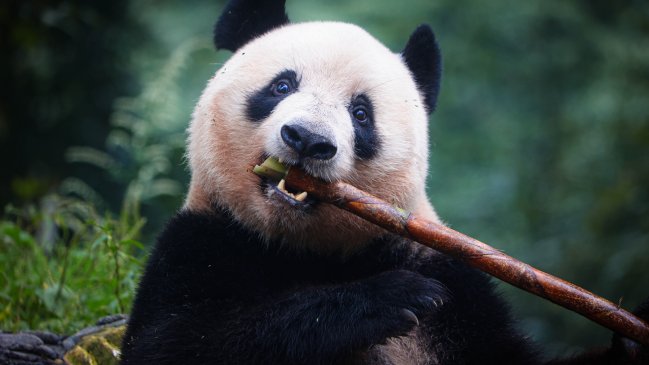   Xi abrió la puerta a llegada de nuevos pandas a EEUU 