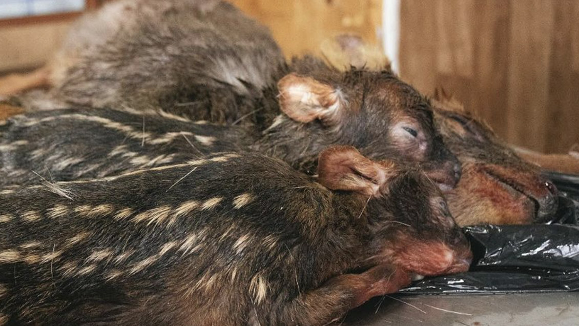Perros asilvestrados mataron a pudú preñada de mellizos