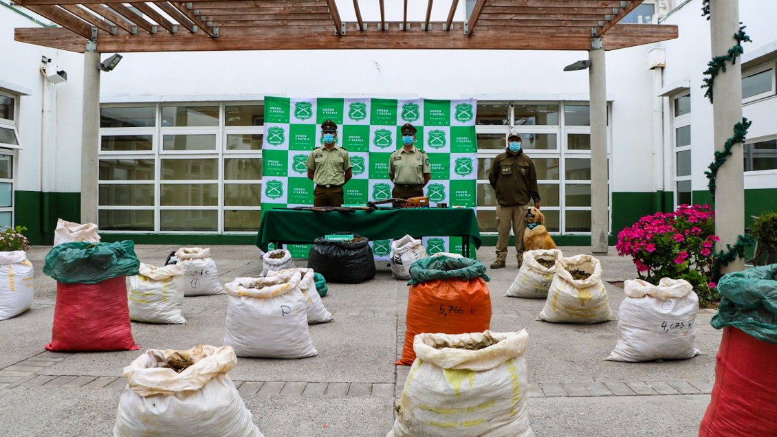 Carabineros efectuó dos grandes decomisos de marihuana en Canela