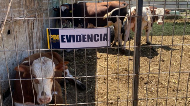 PDI desbarató matadero clandestino en Peñaflor: Dos detenidos