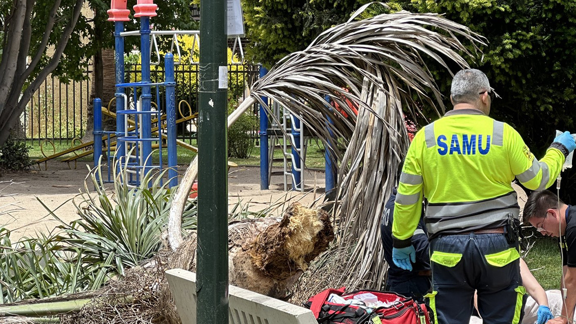 Hombre murió aplastado por una palmera en plaza de Viña del Mar