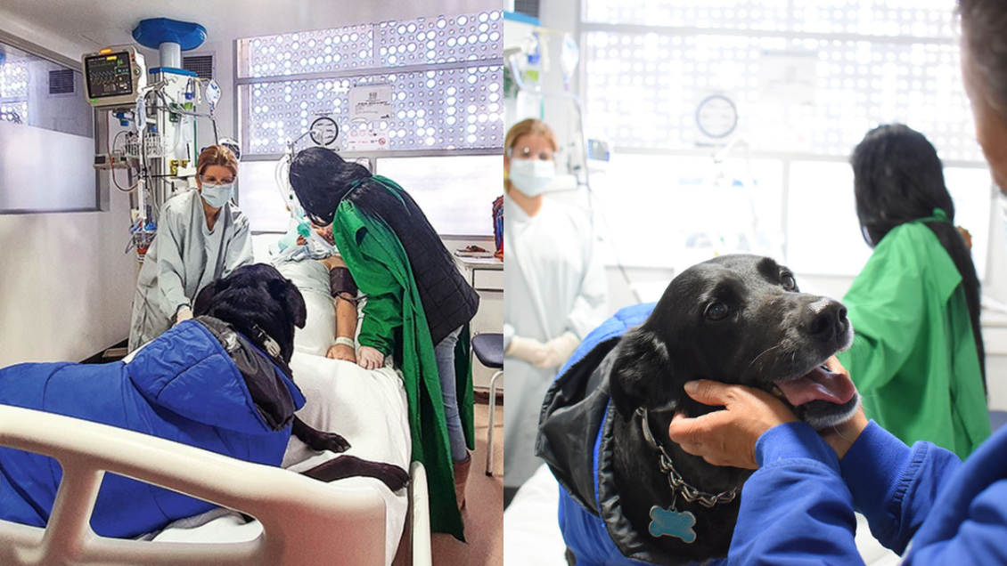 Mujer despierta de un coma tras recibir la visita de su perro: La mascota murió días después