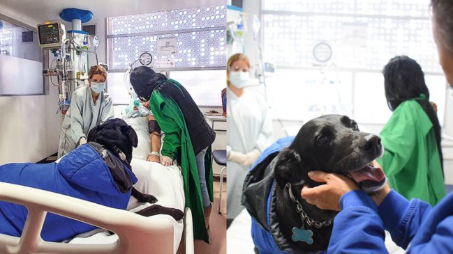 Mujer despierta de un coma tras recibir la visita de su perro: La mascota murió días después