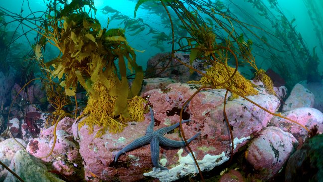 Estudio prevé alteración de la estabilidad ecológica tras remoción de bosques de algas