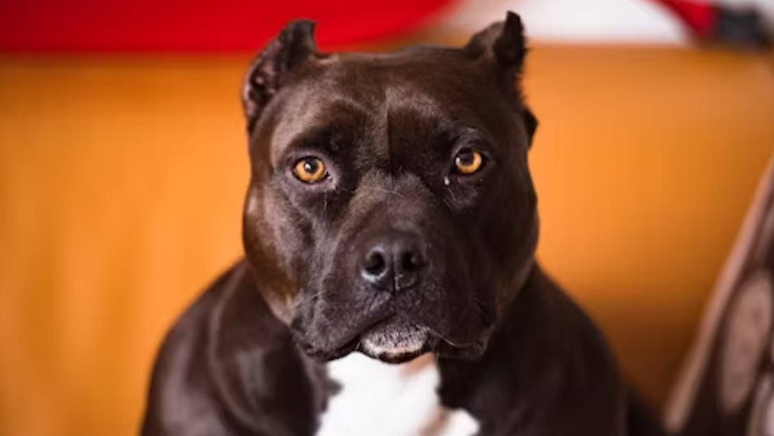 Funcionario PDI fue atacado brutalmente en operativo antidrogas por perro 