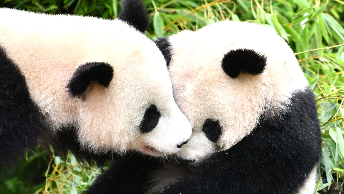 Llegaron a China gemelos de panda gigante nacidos en Alemania