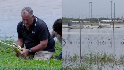   Cocodrilos en las calles y aviones anegados por inundaciones en Australia 