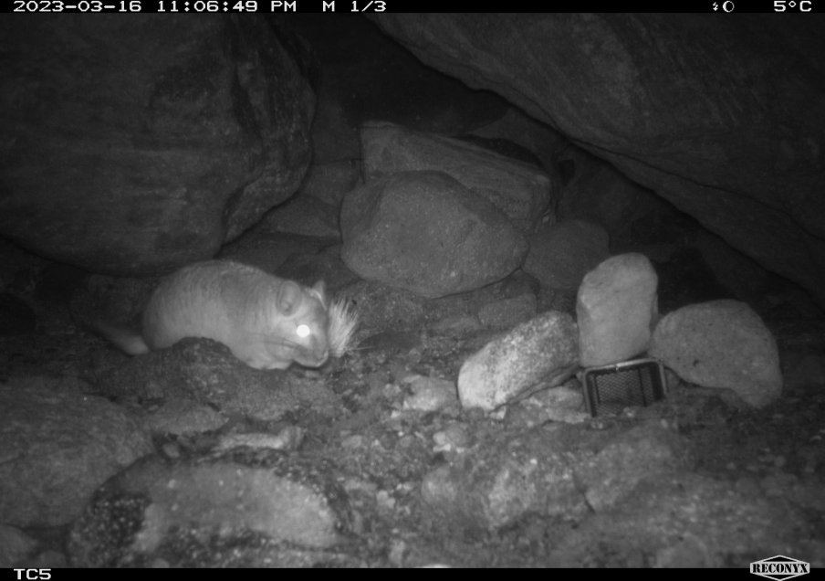 las chinchillas se calman con la edad