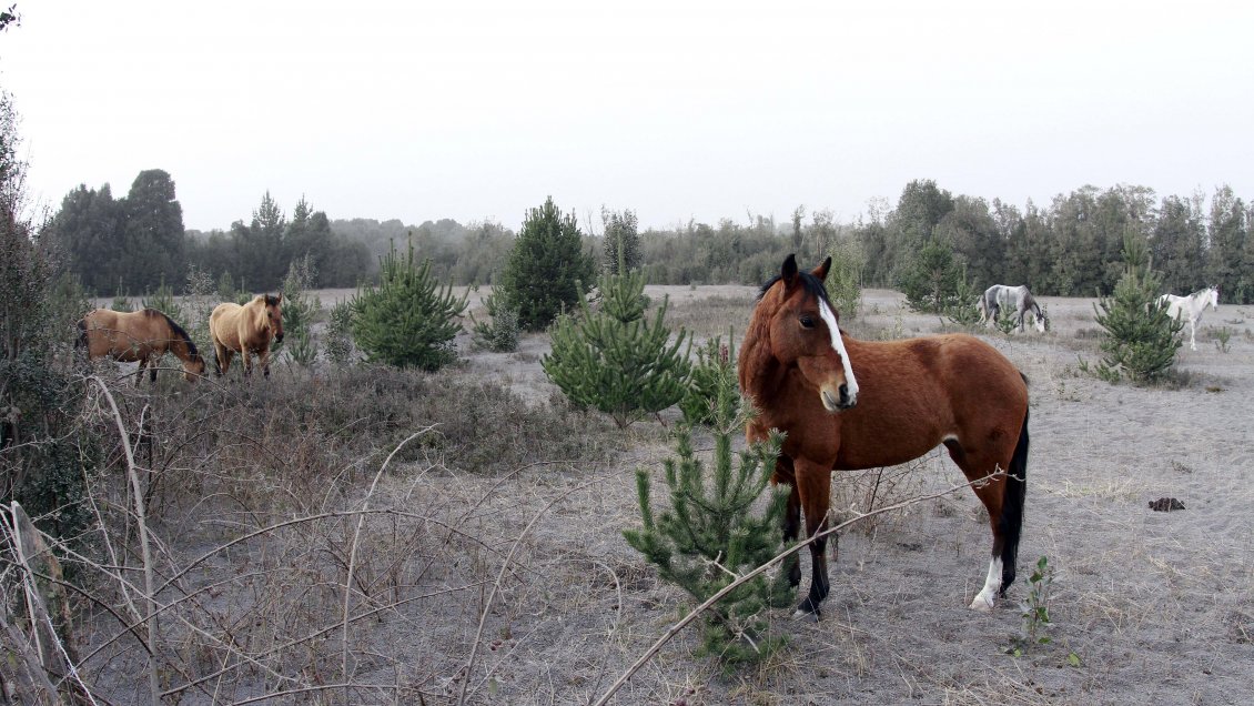 Argentina reportó su primera muerte humana por encefalomielitis equina