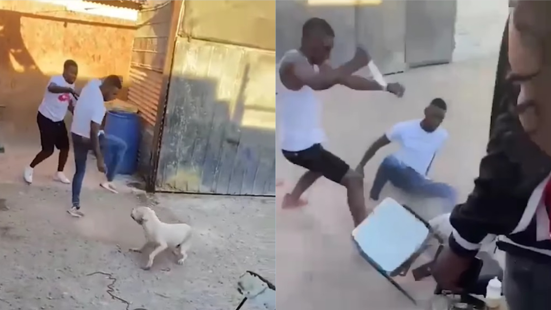 A prisión el detenido por desalmado maltrato animal en Copiapó