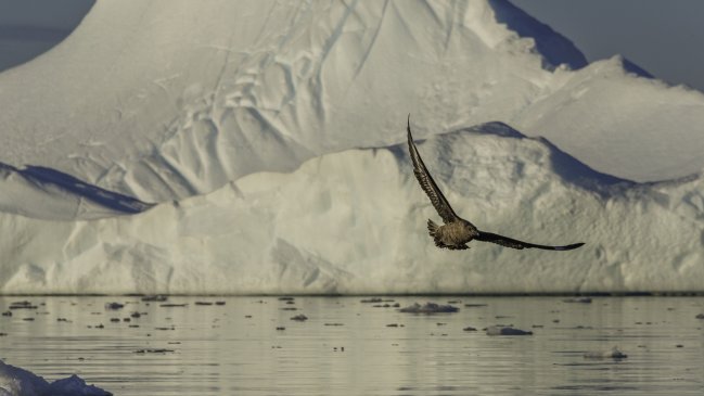  Detectan por primera vez que bacterias degradan contaminantes en la Antártica  